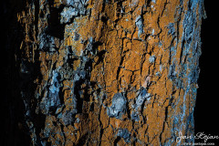 Jan-Stojan-©-600-kura-