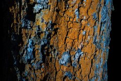 20-jan-stojan-600-kura