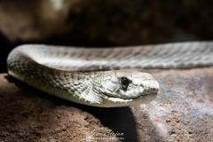 08-B4255104-©-Jan-Stojan-©