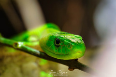 37-B4255252-©-Jan-Stojan-©