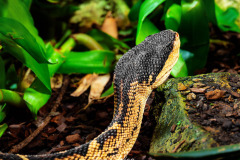 44-B4255273-©-Jan-Stojan-©