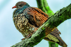 50-B4255880-©-Jan-Stojan-©