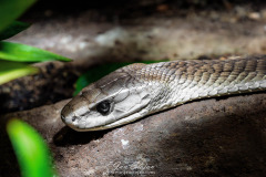 B4255083-©-Jan-Stojan-©