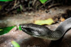 B4255139-©-Jan-Stojan-©