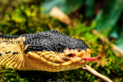 B4255318-©-Jan-Stojan-©