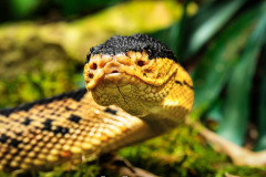 B4255349-©-Jan-Stojan-©
