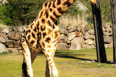 B4256126-©-Jan-Stojan-©