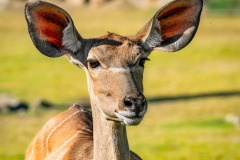 B4256186-©-Jan-Stojan-©