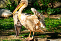 B4256226-©-Jan-Stojan-©