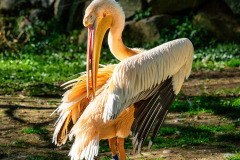 B4256294-©-Jan-Stojan-©