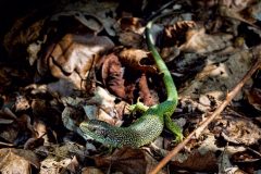 Jan-Stojan-©-900-A0001906-Jesterka-zelena_Lacerta-viridis