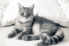 Jan-Stojan-©-900-A0010019-Zrzecek